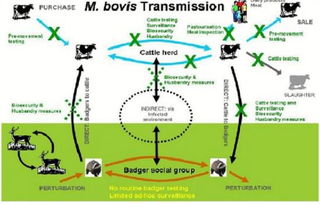 基因編輯與網(wǎng)絡(luò)技術(shù)融合 中國科學(xué)家培育抗肺結(jié)核奶牛創(chuàng)新實(shí)踐